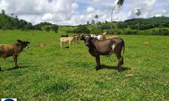 Imagem 6: Chácara à Venda em Taquaral-GO