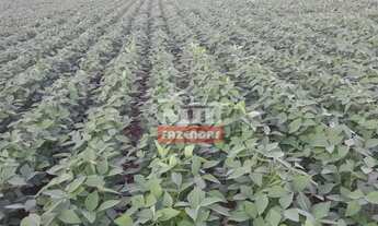 Imagem 3: Fazenda 154 alqueires (745 hectares) Rio Verde - Go