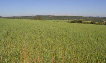 Imagem 5: Sorocaba Região 17.25 Alqueires (Ocasião