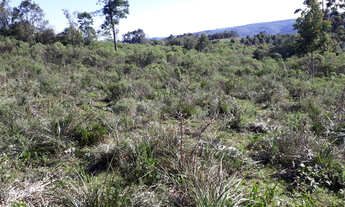 Imagem 2: 55 Hectares a 6 km da BR 116