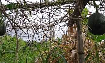 Imagem 3: Chácara Em Bonfinópolis