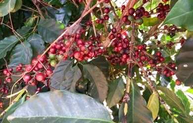 Imagem 2: Fazenda de Café - Arábica - Negócio e Renda