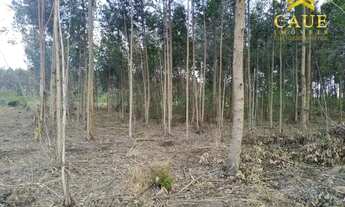 Imagem 4: Belo terreno 1250m², plano, pronto para construir