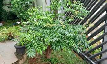 Imagem 5: Casa com sala comercial área total 720mt