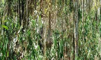 Imagem 6: Terreno à venda em Remédios - SP