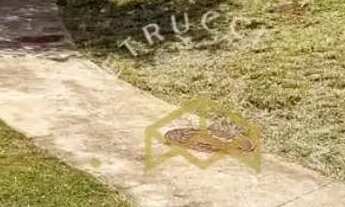 Imagem 5: Terreno à venda, 402 m² por R$ 700.000,00 - Swiss Park - Campinas/SP