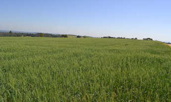 Imagem 6: Sorocaba Região 17.25 Alqueires (Ocasião