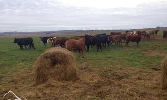 Imagem 7: Fazenda 1080 hec. à venda com casa 3 dormitórios cod:10211
