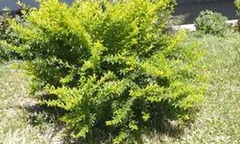 Imagem 4: Chácara em Quissama com casa e terreno de 18.213m2. Quissama - RJ