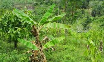 Imagem 5: Fazenda em Wenceslau Guimarães