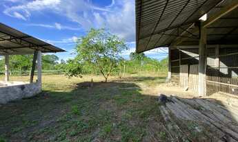 Imagem 7: Fazenda/Sítio/Chácara na AM010 KM 20 para venda tem 250000 m2 em Zona Rural - Rio Preto da
