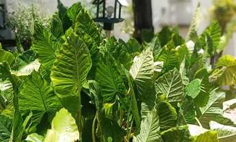 Imagem: Casa na Cavalhada