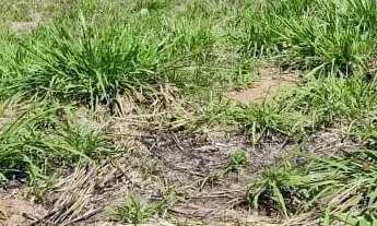 Imagem 2: Lote Setor Conde dos Arcos 362,50m²