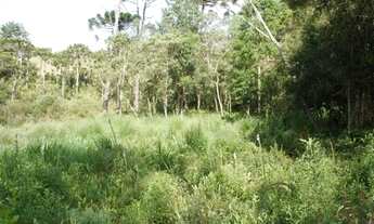 Imagem 4: Lote em Campos do Jordão - Vila Abernéssia - Campos do Jordão/SP
