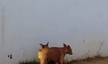 Imagem 3: Casa 2 quartos Suite. Leia anúncio favor