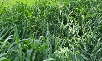 Imagem 3: Chácara a 8km de Feira