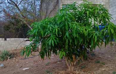 Imagem 4: Terreno pronto pra chácara