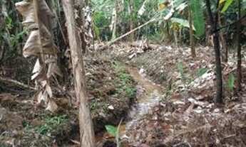 Imagem 5: Fazedinha de cacau