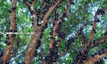 Imagem 3: Fazenda para Venda em Rio Bonito, CENTRO