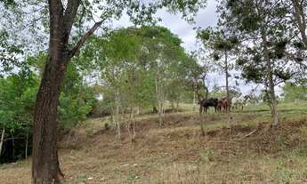 Imagem 4: Chacara terra 1,5 alqueire mucambinho