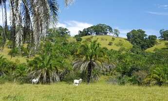 Imagem 3: Fazenda Top 187 Alqueires - Morrinhos