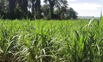 Imagem 4: Sítio em Paranavaí