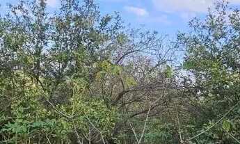 Imagem 5: SÍTIO - VILA CAPUAVA - SP