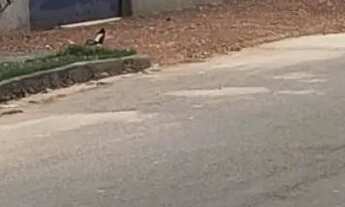 Imagem: Vendo lote 324 metros 12x27