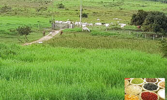 Imagem 5: FAZENDA À VENDA EM ANAPU - PA - DE 400 ALQUEIRÕES (Pecuária