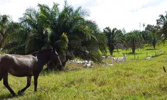 Imagem 5: Fazenda Top 187 Alqueires - Morrinhos