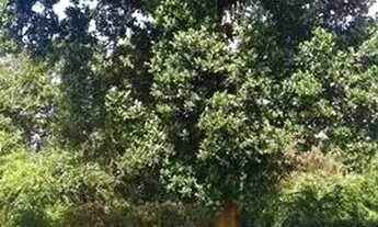 Imagem 6: Aldeia - Casa em Aldeia 250m² 3 Quartos 2 Suítes