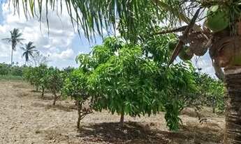 Imagem 3: SÍTIO COM CASA Chácara com venda por R$140.000