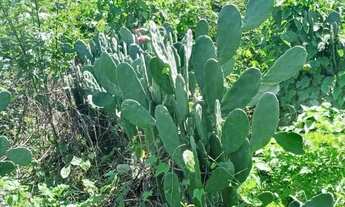 Imagem: Propriedade a venda 4 tarefas palmas