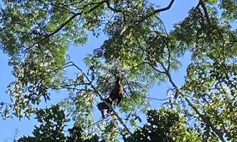 Imagem 6: Chácara com vista e riacho na Serra Gaúcha