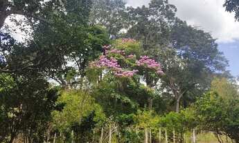 Imagem 7: Sítio 7 Alqueires, Brejão