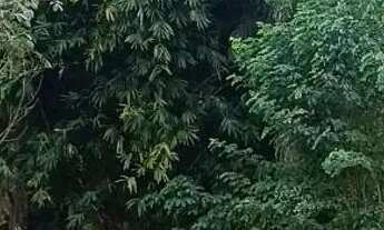 Imagem 7: Chácara em aparecida de Goiânia