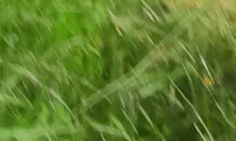 Imagem 5: Terreno com acesso asfaltado