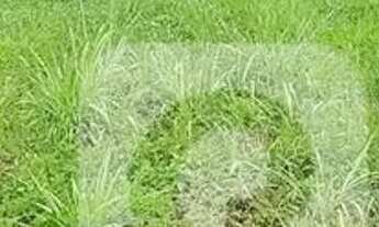 Imagem: Terreno linear de 2.588,80m² amplo com