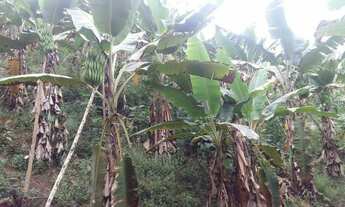 Imagem 3: Fazedinha de cacau