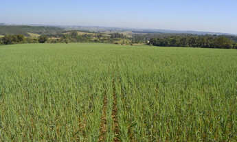 Imagem: Sorocaba Região 17.25 Alqueires (Ocasião