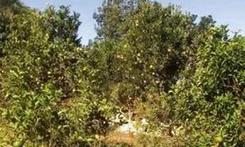 Imagem 5: Chácara em Anápolis