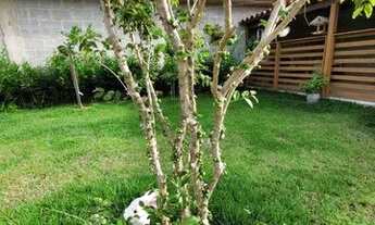 Imagem 3: Casa duplex de luxo em Santa Paula, Vila Velha: 3 quartos, 2 suítes, porcelanato e jardim