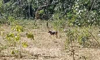 Imagem 7: Terreno na Chapada dos Veadeiros