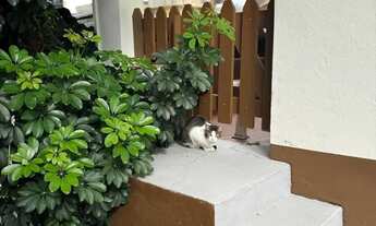 Imagem 7: Terreno,com casaTérrea para venda tem 280 mts com 3 quartos, em Jardim Nordeste - São Pau