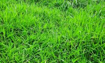 Imagem 5: Sitio 22 hectares valor 195.000