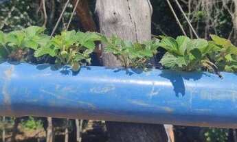 Imagem 3: Chácara com 2 dormitórios à venda, 20000 m² por R$ 230.000,00 - Zona Rural - Campo Limpo d