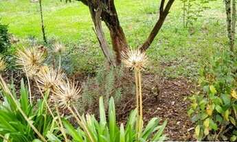 Imagem 4: Rural chacara com 3 quartos - Bairro Centro em São Mateus do Sul