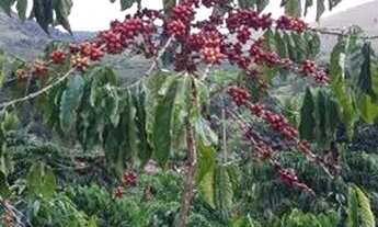 Imagem 7: Venda-se está propriedade de 4 alqueires no Município de Mimoso do Sul/ES