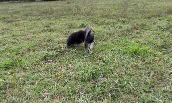 Imagem 6: Loteamento rural