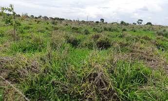 Imagem 2: Linda sítio a venda todo empastado